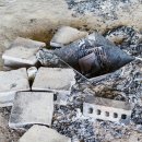 노루벌적십자생태원 이미지