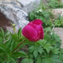 호접치자연팜 이미지