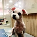 뷰티펫 하우스 이미지