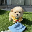 부산강아지분양 디몽을 알아보다