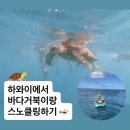 거북이 | [하와이 액티비티 추천] 내돈내산 하와이 바다거북이 스노클링 후기