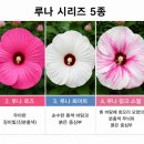 루나시리즈 이미지