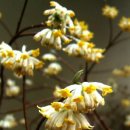 해당화마을 이미지