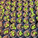 맑은샘농장 이미지