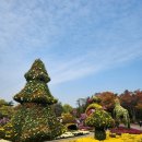 국화 | 2025 대구수목원 국화축제 후기 🌸