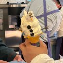 인형왕국 | 홍콩 디즈니랜드 다녀온 후기 엘사 러버의 겨울왕국 입성🩵