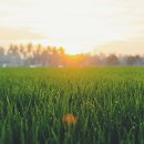 푸른잔디 이미지