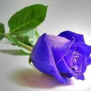 보라카페 - 서대문구 충정로 29 | 보라카페
