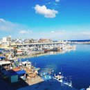 파도대게 이미지