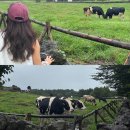 호우목장 | 제주 동쪽 가볼 만한 곳 목장 추천 아침미소목장 (입장료 X, 주차, 체험내용)