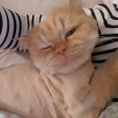 21그램 반려동물장례식장 이미지