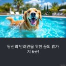 펫앤피플 | 진짜 강아지가 더 신난다?! 전국 반려견 동반 펜션 BEST 모음