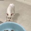 치즈 애견유치원&애견호텔 이미지