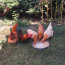 초롱이 밥상 이미지