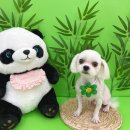 멍발란스 | (광주) 애견미용전문점 멍발란스 방문후기