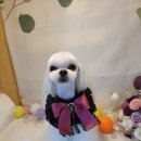 놀러와캣독 이미지