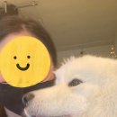 댄디하개 이미지