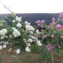 부동삼거리 이미지