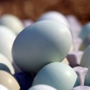 청계농장 이미지