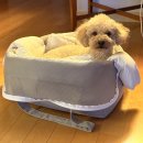 강아지 에어프리미아로 한국에서 미국 뉴저지 데려가기/서류준비/강아지가방선택/인천공항펫가든/실제후기
