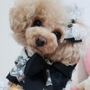 퍼피팝 이미지