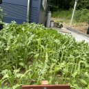 초롱농장 이미지