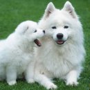 애완강아지 이미지