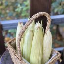 오시롬 농장 이미지