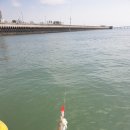 쭈꾸미아줌마 이미지