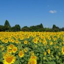 해바라기 밭🌻 이미지