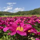 안동2리 | 안동 작약 꽃밭 임동면 망천리 개화 상황