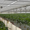 싱싱딸기 | 포천 양주 딸기 체험 아딸농원 후기 딸기가 정말 크고 싱싱해요