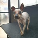 딸기애견미용실 이미지