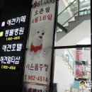 퍼스트독김해