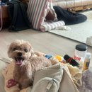 댕댕포레스트 이미지