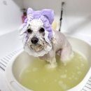 더 빛나개(the 빛나개) 이미지