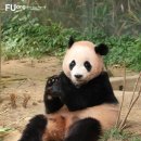 루이바오🐼의 Happy Time🥕 이미지