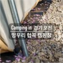 (주)와캠핑 | 벚꽃 캠핑 2주 연속 도전기 [멍우리협곡 캠핑장] 지난주는 안 피었고, 이번 주는 다 져버렸네