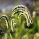 강아지풀 이미지