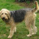 Otter(오터) 이미지