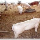 부농축산 이미지