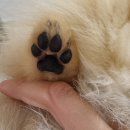 단정하개 이미지