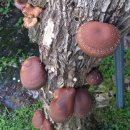 고흥숲속의바다 | 나로도 바닷가에서 자연산 돌미역채취(#고흥숲속의바다펜션)