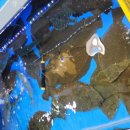 성진활어 이미지