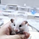 햄스터분양 베이비초롱 이미지