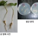 Re:인삼재배 후 토양관리에 대해서.. 이미지