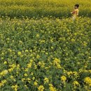 농업체험공원 | 아기랑 아이랑 유채꽃 대저생태공원 피크닉