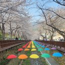 진해여자중학교 | 창원 진해 군항제 여좌천 아이와함께 방문해본 후기