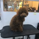 마린시티그루밍 이미지