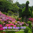 서울 수국 명소 초안산수국동산 주차 축제 일정 생생한 개화 후기